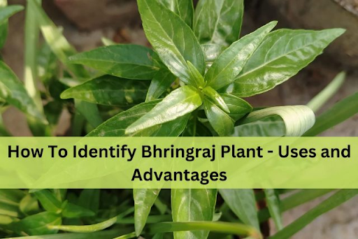 How To Identify Bhringraj Plant